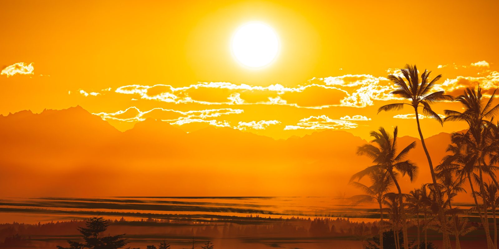 A low sun over the Olympic Mountains at sunset with a Douglas fir treeline below it and palms in silhouette at the right